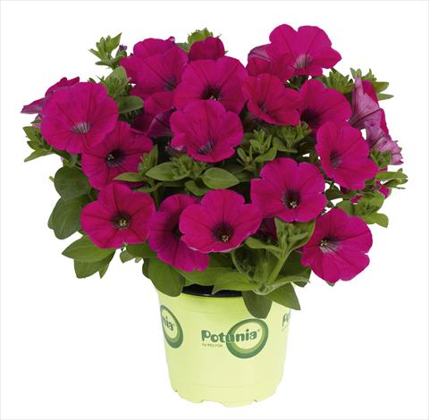 foto van een variëteit aan bloemen, te gebruiken als: Potplant, perkplant, patioplant Petunia x hybrida RED FOX Potunia® Piccola Hot Pink