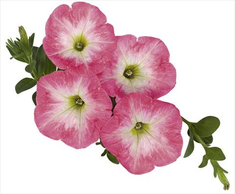 foto van een variëteit aan bloemen, te gebruiken als: Korf / Pot Petunia x hybrida RED FOX Sweetunia® Strawberry Morning