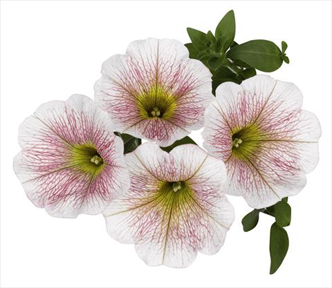 foto van een variëteit aan bloemen, te gebruiken als: Korf / Pot Petunia x hybrida RED FOX Sweetunia® Caramello