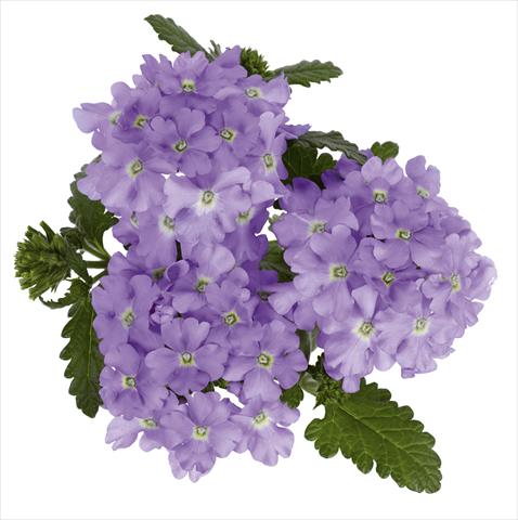 foto van een variëteit aan bloemen, te gebruiken als: Potplant, perkplant, patioplant, korfplant Verbena hybrida RED FOX Empress Lavender