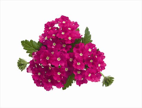 foto van een variëteit aan bloemen, te gebruiken als: Perkplant, potplant of korfplant Verbena hybrida RED FOX Empress Hot Pink Charme