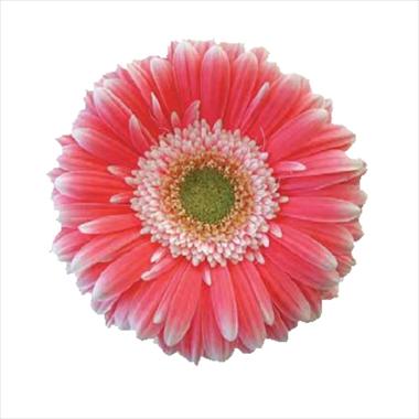 foto van een variëteit aan bloemen, te gebruiken als: Snijbloemen Gerbera jamesonii Big Ben
