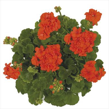 foto van een variëteit aan bloemen, te gebruiken als: Korf / Pot Pelargonium zonale Giano