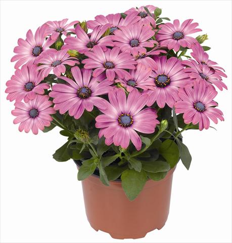 foto van een variëteit aan bloemen, te gebruiken als: Pot - en perkplant Osteospermum RED FOX Summertime® Hot Pink