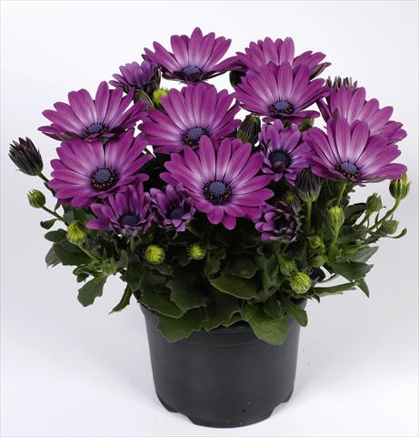 foto van een variëteit aan bloemen, te gebruiken als: Pot - en perkplant Osteospermum RED FOX Summertime® Royal Purple