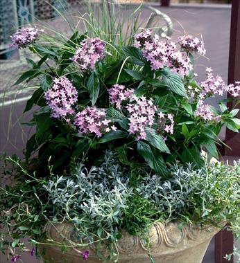 foto van een variëteit aan bloemen, te gebruiken als: Pot - en perkplant Pentas lanceolata Northern Lights Lavender F1