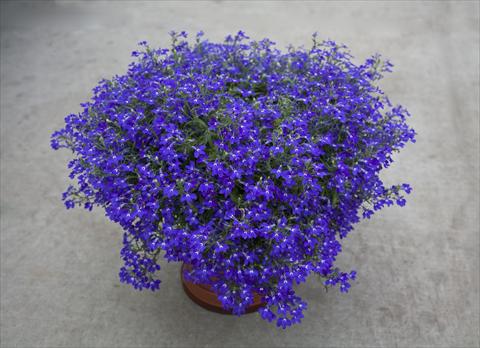 foto van een variëteit aan bloemen, te gebruiken als: Potplant, perkplant, patioplant, korfplant Lobelia hybrida Hot Blue