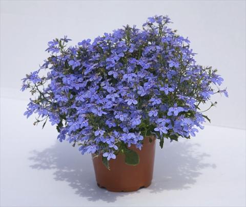 foto van een variëteit aan bloemen, te gebruiken als: Potplant, perkplant, patioplant, korfplant Lobelia hybrida Hot Waterblue