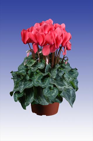 foto van een variëteit aan bloemen, te gebruiken als: Pot Cyclamen persicum Super Serie® Allure® F1 Dark Salmon Pink