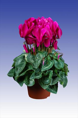 foto van een variëteit aan bloemen, te gebruiken als: Pot Cyclamen persicum Super Serie® Allure® F1 Dark Violet