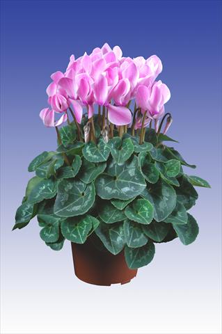 foto van een variëteit aan bloemen, te gebruiken als: Pot Cyclamen persicum Super Serie® Allure® F1 Neon Flamed