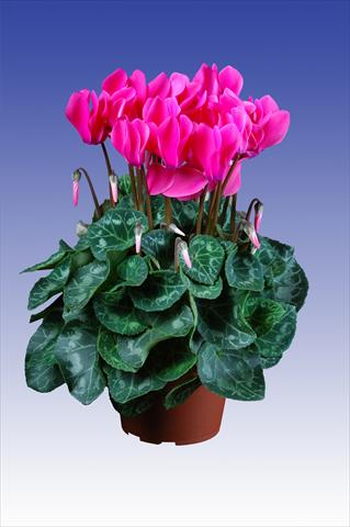 foto van een variëteit aan bloemen, te gebruiken als: Pot Cyclamen persicum Super Serie® Allure® F1 Neon Pink