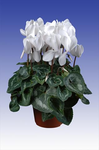 foto van een variëteit aan bloemen, te gebruiken als: Pot Cyclamen persicum Super Serie® Allure® F1 Pure White