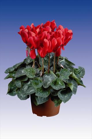 foto van een variëteit aan bloemen, te gebruiken als: Pot Cyclamen persicum Super Serie® Allure® F1 Red