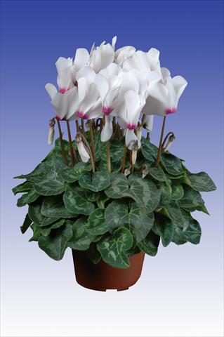 foto van een variëteit aan bloemen, te gebruiken als: Pot Cyclamen persicum Super Serie® Allure® F1 White with Eye