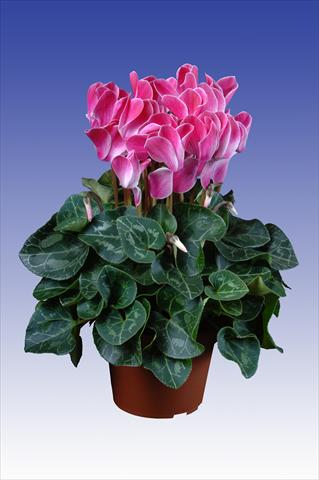 foto van een variëteit aan bloemen, te gebruiken als: Pot Cyclamen persicum Super Serie® Allure® F1 Wine Red Flamed