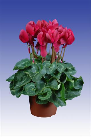 foto van een variëteit aan bloemen, te gebruiken als: Pot Cyclamen persicum Super Serie® Allure® F1 Wine Red