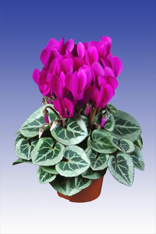 foto van een variëteit aan bloemen, te gebruiken als: Pot Cyclamen persicum Super Serie® Da Vinci® F1 Dark Violet