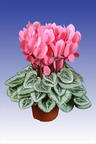foto van een variëteit aan bloemen, te gebruiken als: Pot Cyclamen persicum Super Serie® Da Vinci® F1 Light Salmon Pink