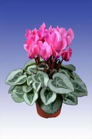 foto van een variëteit aan bloemen, te gebruiken als: Pot Cyclamen persicum Super Serie® Da Vinci® F1 Neon Pink