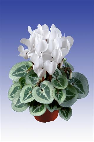 foto van een variëteit aan bloemen, te gebruiken als: Pot Cyclamen persicum Super Serie® Da Vinci® F1 Pure White