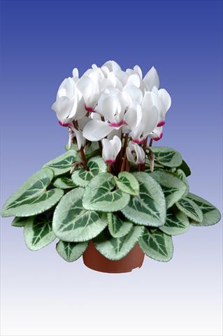 foto van een variëteit aan bloemen, te gebruiken als: Pot Cyclamen persicum Super Serie® Da Vinci® F1 White with Eye