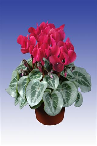 foto van een variëteit aan bloemen, te gebruiken als: Pot Cyclamen persicum Super Serie® Da Vinci® F1 Wine Red