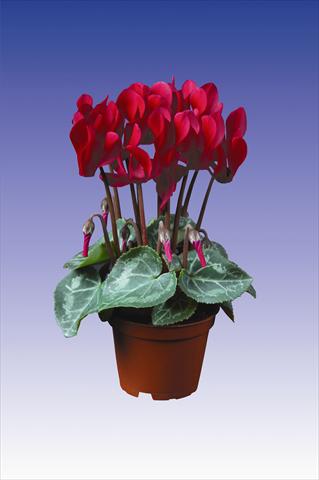 foto van een variëteit aan bloemen, te gebruiken als: Pot Cyclamen persicum Super Serie® Micro® F1 Deep Wine Red