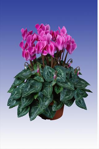 foto van een variëteit aan bloemen, te gebruiken als: Pot Cyclamen persicum Super Serie® Original® F1 Violet Flamed