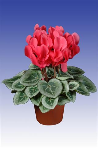 foto van een variëteit aan bloemen, te gebruiken als: Pot Cyclamen persicum Super Serie® Picasso® F1 Dark Salmon Pink