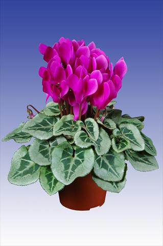 foto van een variëteit aan bloemen, te gebruiken als: Pot Cyclamen persicum Super Serie® Picasso® F1 Dark Violet