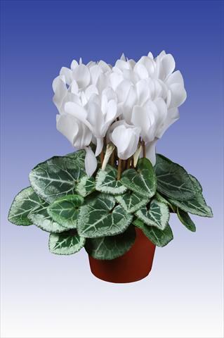 foto van een variëteit aan bloemen, te gebruiken als: Pot Cyclamen persicum Super Serie® Picasso® F1 Pure White
