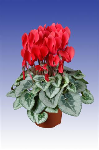 foto van een variëteit aan bloemen, te gebruiken als: Pot Cyclamen persicum Super Serie® Picasso® F1 Red