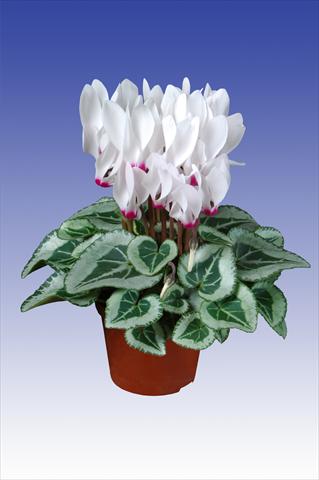foto van een variëteit aan bloemen, te gebruiken als: Pot Cyclamen persicum Super Serie® Picasso® F1 White with Eye