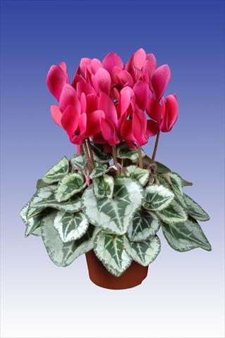 foto van een variëteit aan bloemen, te gebruiken als: Pot Cyclamen persicum Super Serie® Picasso® F1 Wine Red