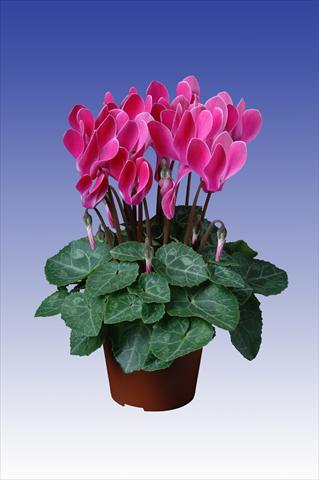 foto van een variëteit aan bloemen, te gebruiken als: Pot Cyclamen persicum Super Serie® Verano® F1 Wine Red Flamed