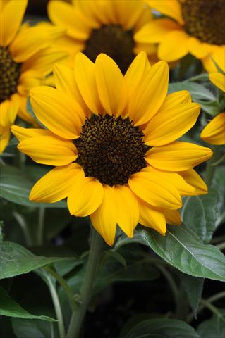 foto van een variëteit aan bloemen, te gebruiken als: Pot - en perkplant Helianthus annuus Miss Sunshine