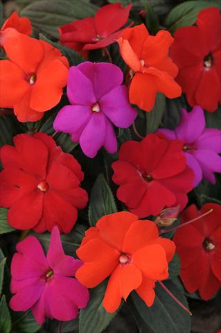 foto van een variëteit aan bloemen, te gebruiken als: Perkplant / Borders Impatiens N. Guinea Divine Hot Mix