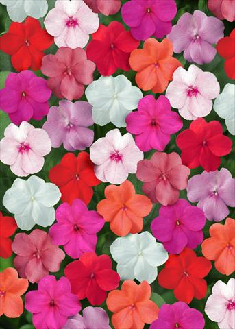 foto van een variëteit aan bloemen, te gebruiken als: Perkplant / Borders Impatiens walleriana Super Elfin™ Clear Mix