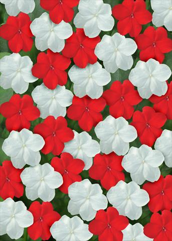 foto van een variëteit aan bloemen, te gebruiken als: Perkplant / Borders Impatiens walleriana Super Elfin™ Red White Mix
