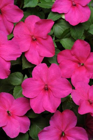 foto van een variëteit aan bloemen, te gebruiken als: Perkplant / Borders Impatiens walleriana Super Elfin™ Rose Imp XP
