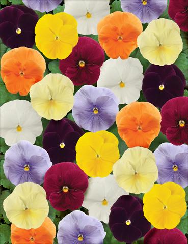 foto van een variëteit aan bloemen, te gebruiken als: Pot - en perkplant Viola wittrockiana Matrix Clear Mix