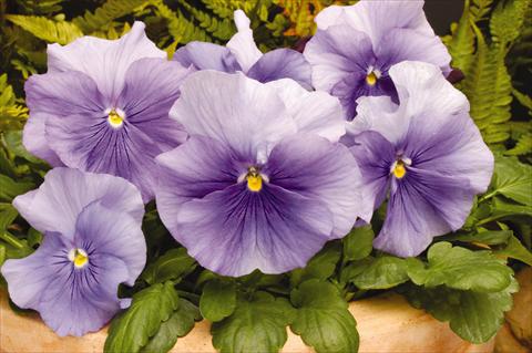 foto van een variëteit aan bloemen, te gebruiken als: Pot - en perkplant Viola wittrockiana Matrix Light Blue