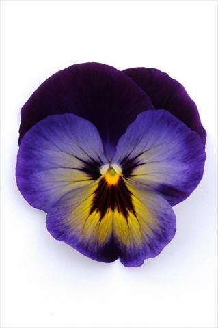 foto van een variëteit aan bloemen, te gebruiken als: Pot - en perkplant Viola wittrockiana Matrix Midnight Glow