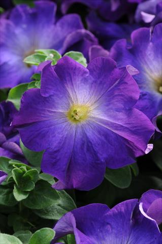 foto van een variëteit aan bloemen, te gebruiken als: Korf / Pot Petunia grandiflora Sophistica Blue Morn