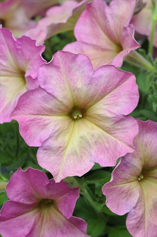 foto van een variëteit aan bloemen, te gebruiken als: Korf / Pot Petunia multiflora Debonair Dusty Rose