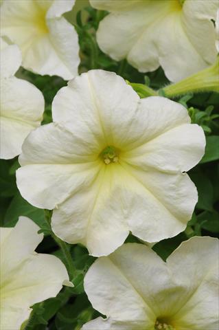 foto van een variëteit aan bloemen, te gebruiken als: Korf / Pot Petunia multiflora Debonair Lime Green