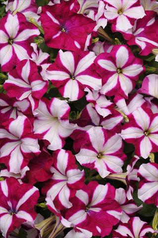 foto van een variëteit aan bloemen, te gebruiken als: Korf / Pot Petunia x hybrida Easy Wave Burgundy Star