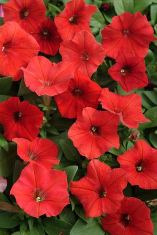 foto van een variëteit aan bloemen, te gebruiken als: Korf / Pot Petunia x hybrida Easy Wave Red