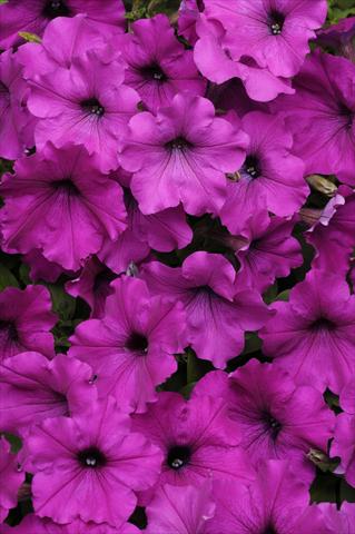 foto van een variëteit aan bloemen, te gebruiken als: Korf / Pot Petunia x hybrida Easy Wave Violet